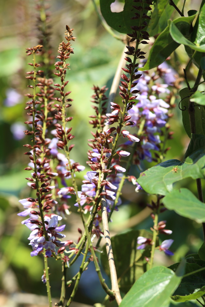 Lokation: Thailand | Phetchaburi | Ban Krang Kategorien: Blüte, Datum: 10.02.2016