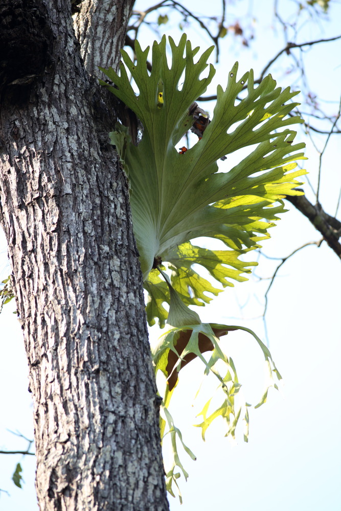 Platycerium holttumii (Geweihfarn), Lokation: Thailand | Phetchaburi | Ban Krang Kategorien: Habitus, Familie: Polypodiaceae (Tüpfelfarngewächse), Datum: 10.02.2016