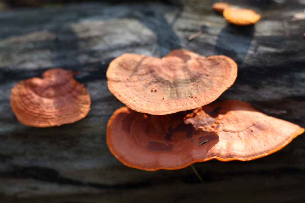 Lokation: Thailand | Phetchaburi | Ban Krang Kategorien: Pilze, Datum: 10.02.2016