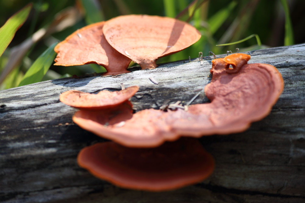 Lokation: Thailand | Phetchaburi | Ban Krang Kategorien: Pilze, Datum: 10.02.2016