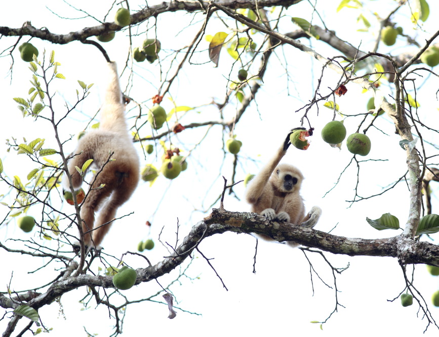 Hylobates lar (Lar-Gibbon), Lokation: Thailand | Phetchaburi | Ban Krang Kategorien: Säugetiere, Familie: Hylobatidae (Gibbons), Datum: 10.02.2016