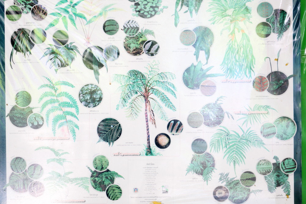 Lokation: Thailand | Phetchaburi | Ban Krang Kategorien: Tafel, Datum: 10.02.2016