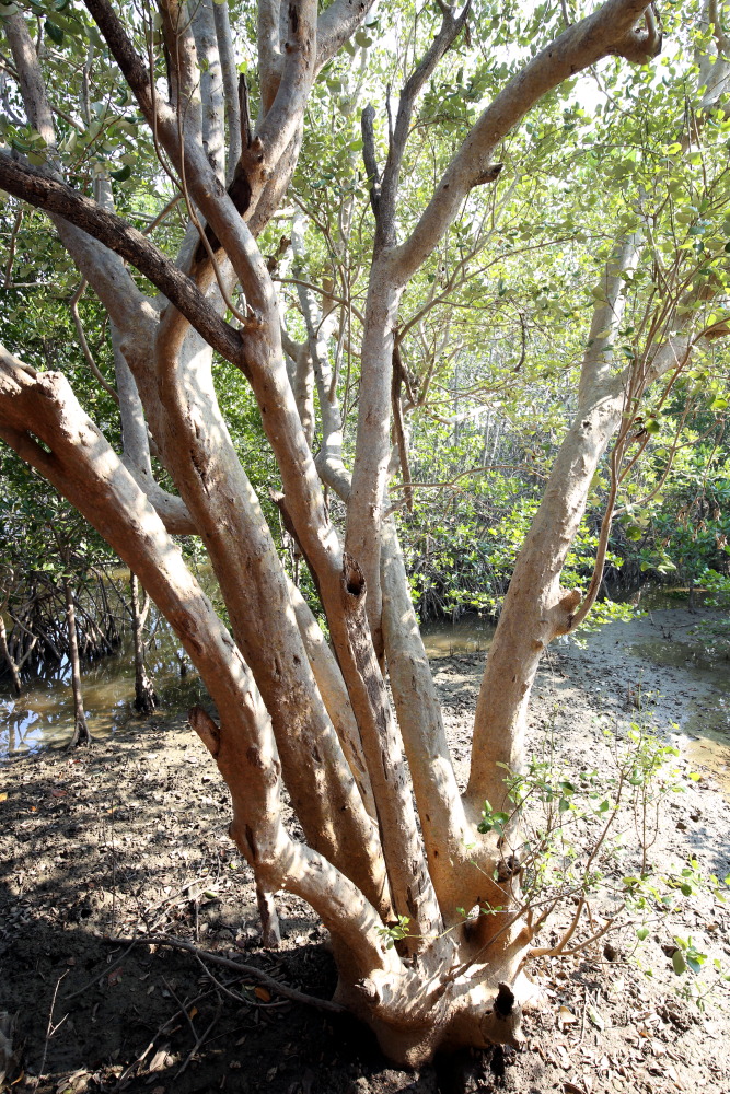 Lokation: Thailand | Prachuap Khirikhan | Kui Buri | Ban Khao Daeng Kategorien: Baum, Datum: 10.02.2016