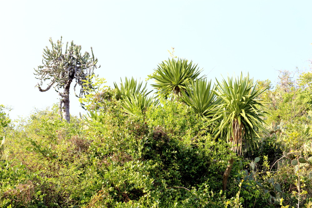 Lokation: Thailand | Prachuap Khirikhan | Kui Buri | Ban Khao Daeng Kategorien: Vegetation, Datum: 10.02.2016