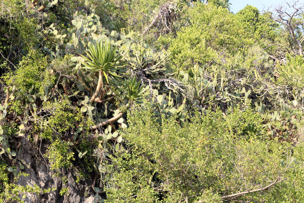 Lokation: Thailand | Prachuap Khirikhan | Kui Buri | Ban Khao Daeng Kategorien: Vegetation, Datum: 10.02.2016