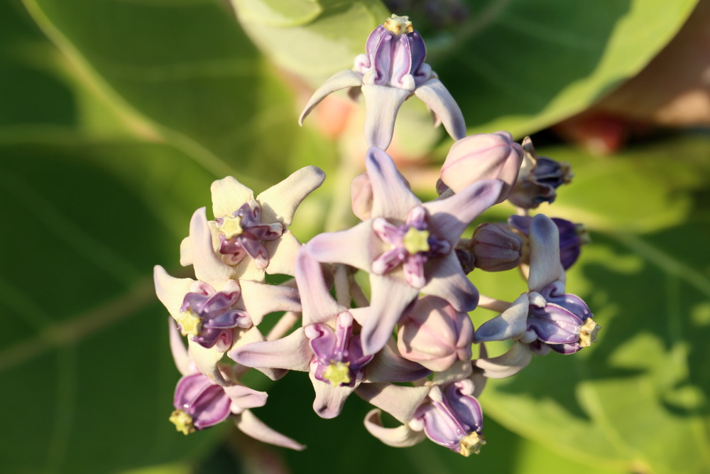 Calotropis gigantea, Lokation: Thailand | Prachuap Khirikhan | Kui Buri | Ban Khao Daeng Kategorien: Blüte, Familie: Apocynaceae (Hundsgiftgewächse ), Datum: 10.02.2016