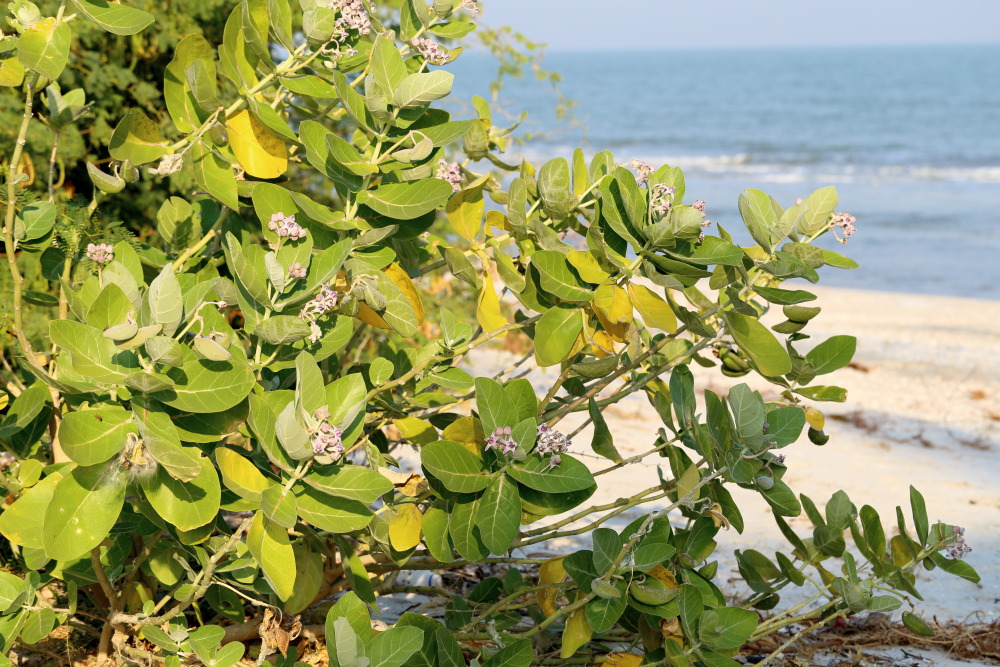 Calotropis gigantea, Lokation: Thailand | Prachuap Khirikhan | Kui Buri | Ban Khao Daeng Kategorien: Habitus, Familie: Apocynaceae (Hundsgiftgewächse ), Datum: 10.02.2016