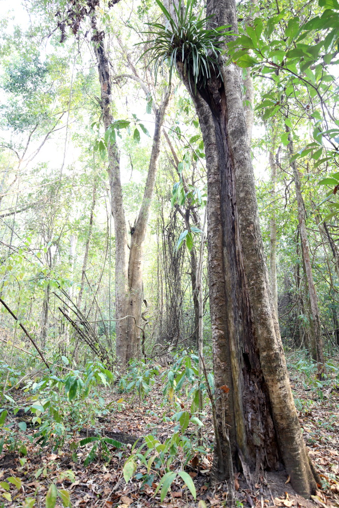 Lokation: Thailand | Uthai Thani | Ban Khao Khiao Kategorien: Wald, Datum: 12.02.2016