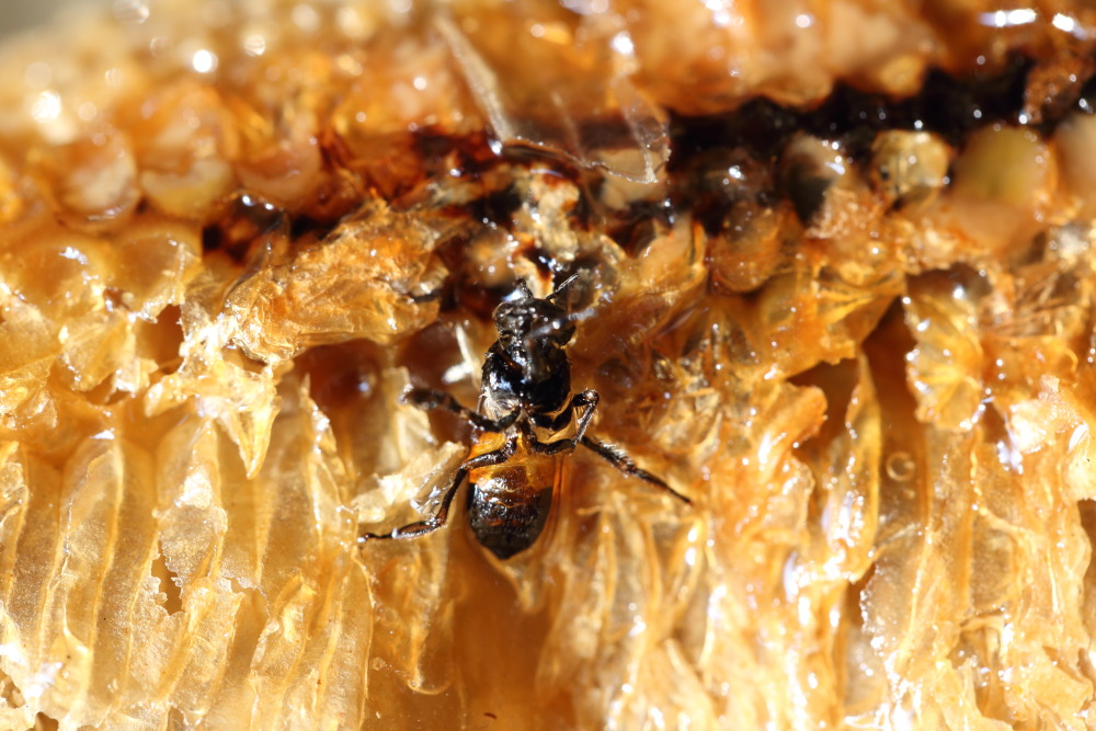 Lokation: Thailand | Sukhothai | Ban Dan Lan Hoi | Ban Chetuphon Kategorien: Insekten, Datum: 15.02.2016