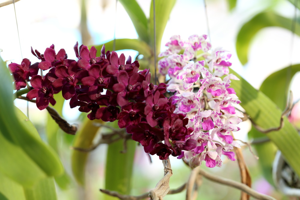 Lokation: Thailand | Sukhothai | Ban Dan Lan Hoi | Ban Chetuphon Kategorien: Habitus, Datum: 15.02.2016