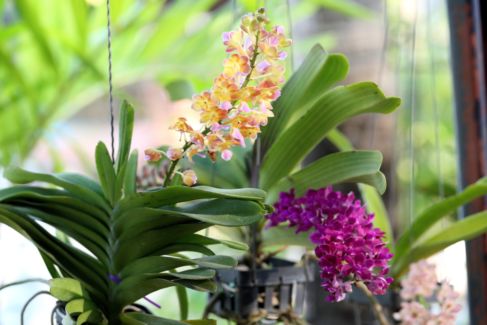 Lokation: Thailand | Sukhothai | Ban Dan Lan Hoi | Ban Chetuphon Kategorien: Habitus, Datum: 15.02.2016