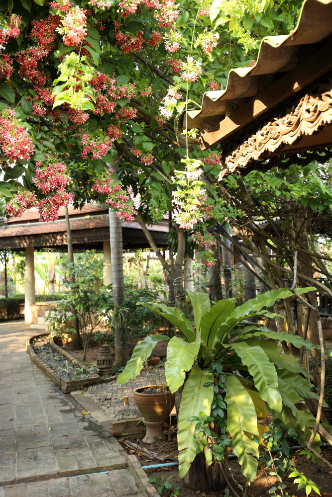 Lokation: Thailand | Sukhothai | Ban Dan Lan Hoi | Ban Chetuphon Kategorien: Garten, Datum: 15.02.2016