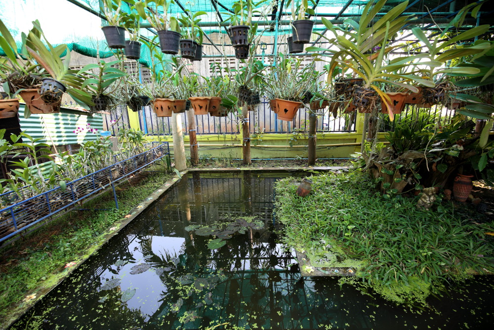 Lokation: Thailand | Sukhothai | Ban Dan Lan Hoi | Ban Chetuphon Kategorien: Garten, Datum: 15.02.2016