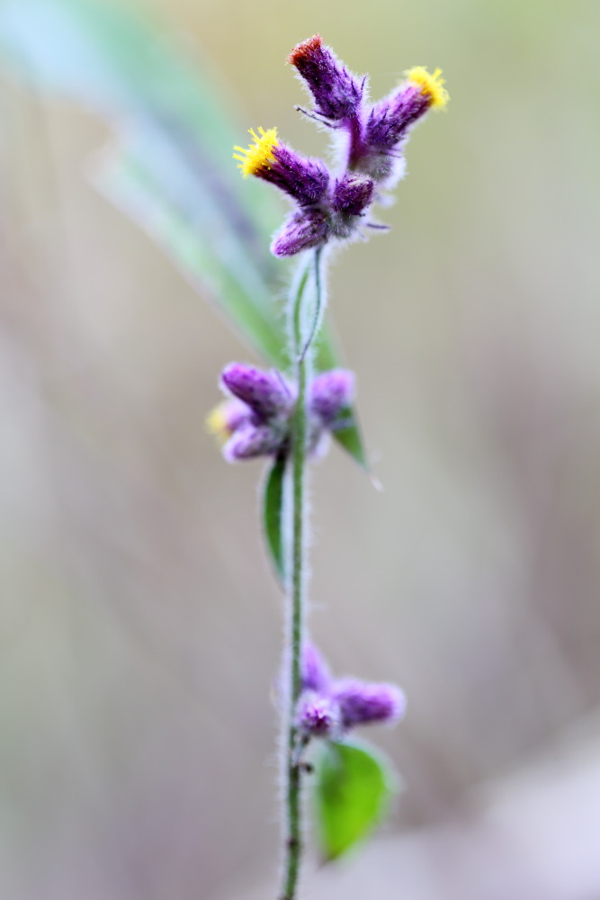 Lokation: Thailand | Chiang Mai | Chiang Dao | Ban Na Lao Mai Kategorien: Blüte, Datum: 17.02.2016