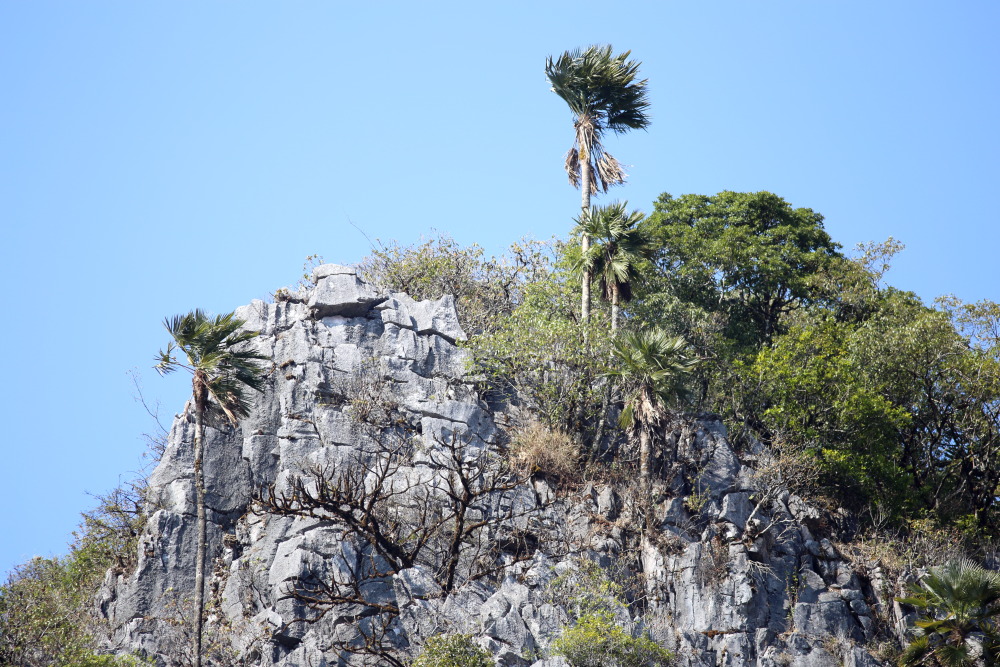 Lokation: Thailand | Chiang Mai | Chiang Dao | Ban Muang Ngai Kategorien: Palmen, Datum: 17.02.2016