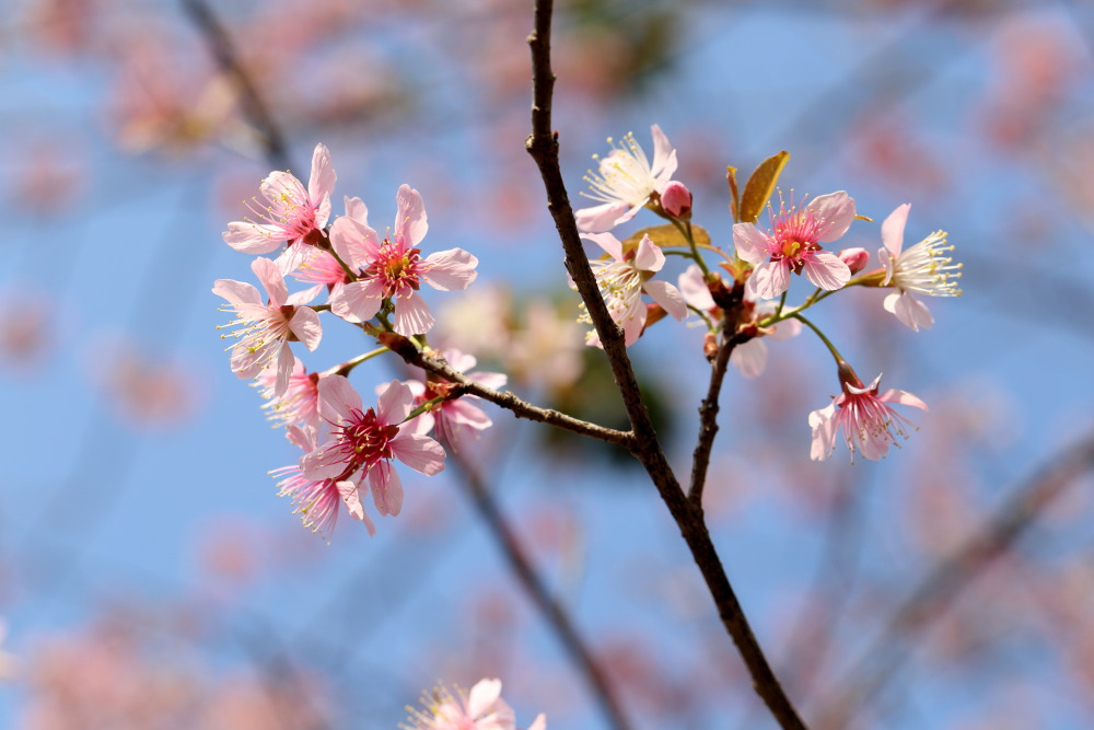 Prunus cerasoides (Himalaya-Kirsche), Lokation: Thailand | Chiang Mai | Ban Sin Chai Nuea Kategorien: Blüte, Familie: Rosaceae (Rosengewächse ), Datum: 18.02.2016