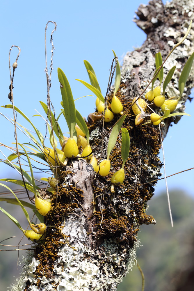 Sunipia spec., Lokation: Thailand | Chiang Mai | Fang | Ban Luang Kategorien: Habitus, Familie: Orchidaceae (Orchideen ), Datum: 18.02.2016