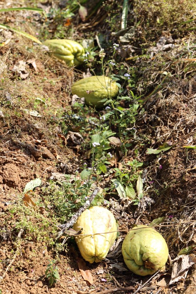 Lokation: Thailand | Chiang Mai | Fang | Ban Luang Kategorien: Permakultur, Datum: 18.02.2016