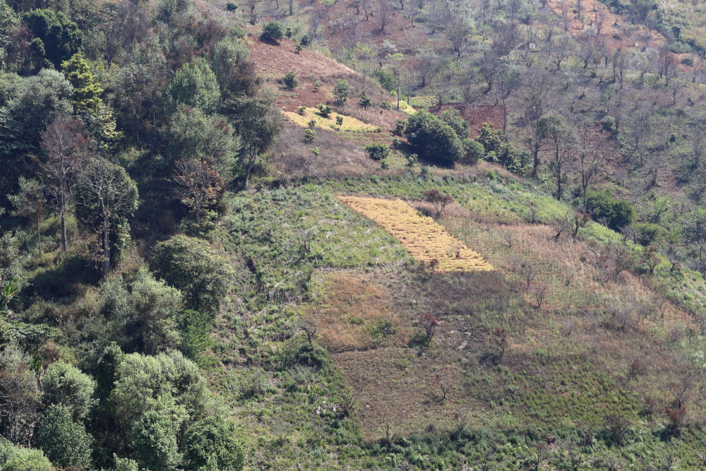 Lokation: Thailand | Chiang Mai | Fang | Ban Luang Kategorien: Permakultur, Datum: 18.02.2016