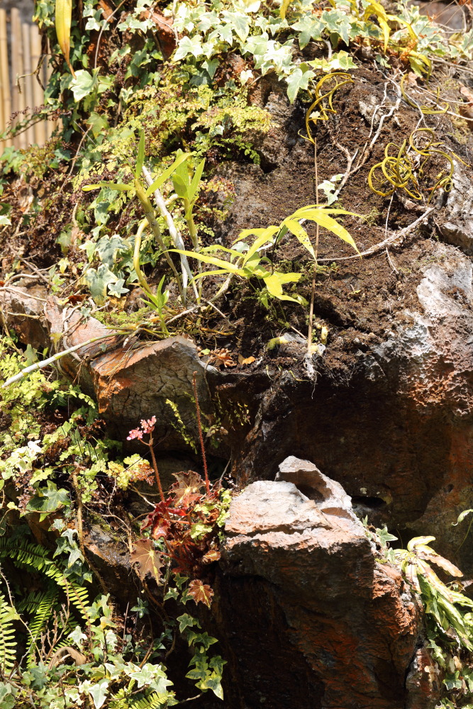 Lokation: Thailand | Chiang Mai | Fang | Ban Khum Kategorien: Gewächshaus, Datum: 18.02.2016