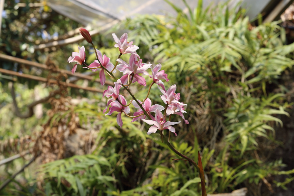 Lokation: Thailand | Chiang Mai | Fang | Ban Khum Kategorien: Gewächshaus, Datum: 18.02.2016