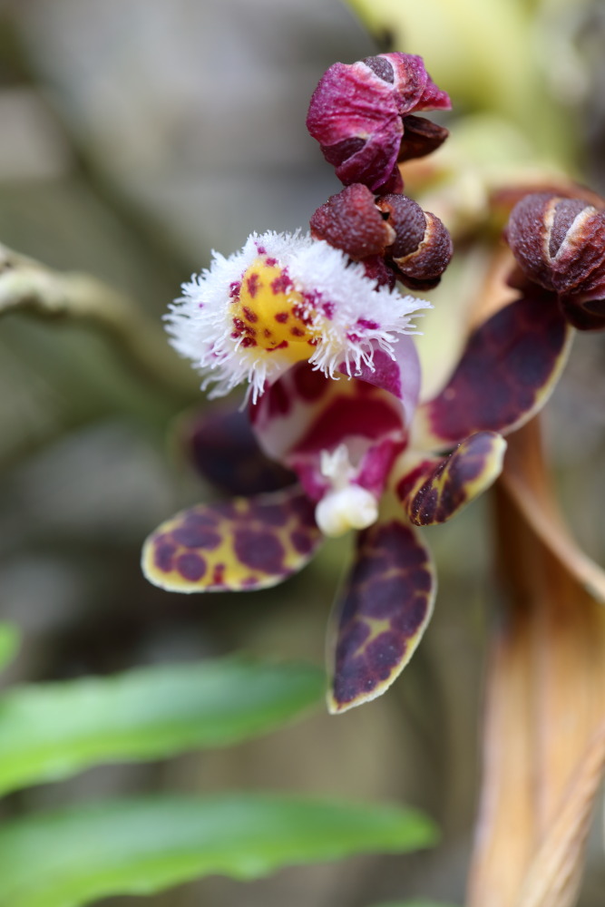 Lokation: Thailand | Chiang Mai | Fang | Ban Khum Kategorien: Blüte, Gewächshaus, Datum: 18.02.2016