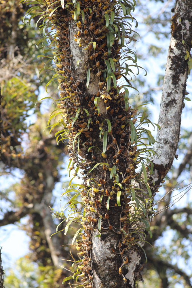Lokation: Thailand | Chiang Mai | Fang | Ban Luang Kategorien: Vegetation, Datum: 18.02.2016