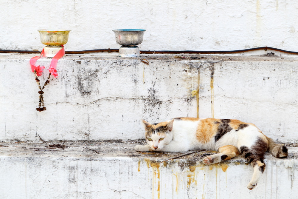 Lokation: Thailand | Lampang | Muang Lampang | Ban Wang Mo Phatthana Kategorien: Katzen, Tempel, Datum: 20.02.2016