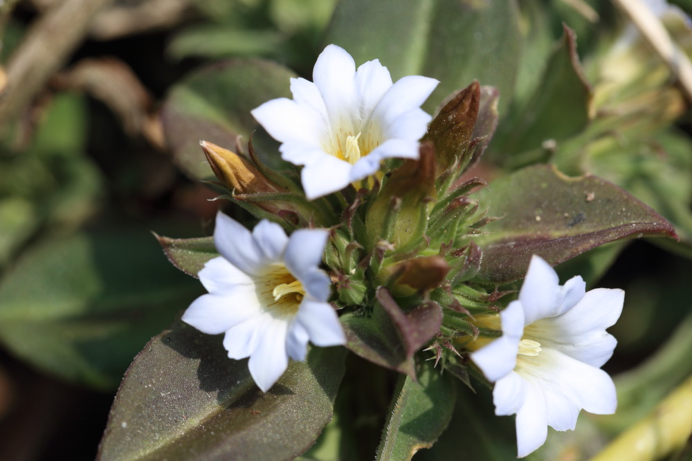 Gentiana lakshnakarai, Lokation: Thailand | Loei | Ban Lao Kategorien: Blüte, Familie: Gentianaceae (Enziangewächse ), Datum: 21.02.2016
