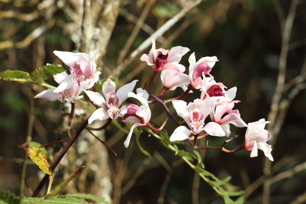Cymbidium insigne, Lokation: Thailand | Loei | Ban Lao Paen Kategorien: Blüte, Familie: Orchidaceae (Orchideen ), Datum: 21.02.2016