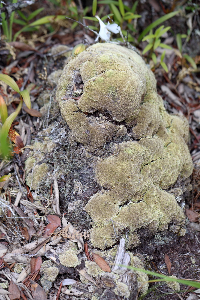 Lokation: Thailand | Loei | Ban Lao Paen Kategorien: Moose, Datum: 21.02.2016