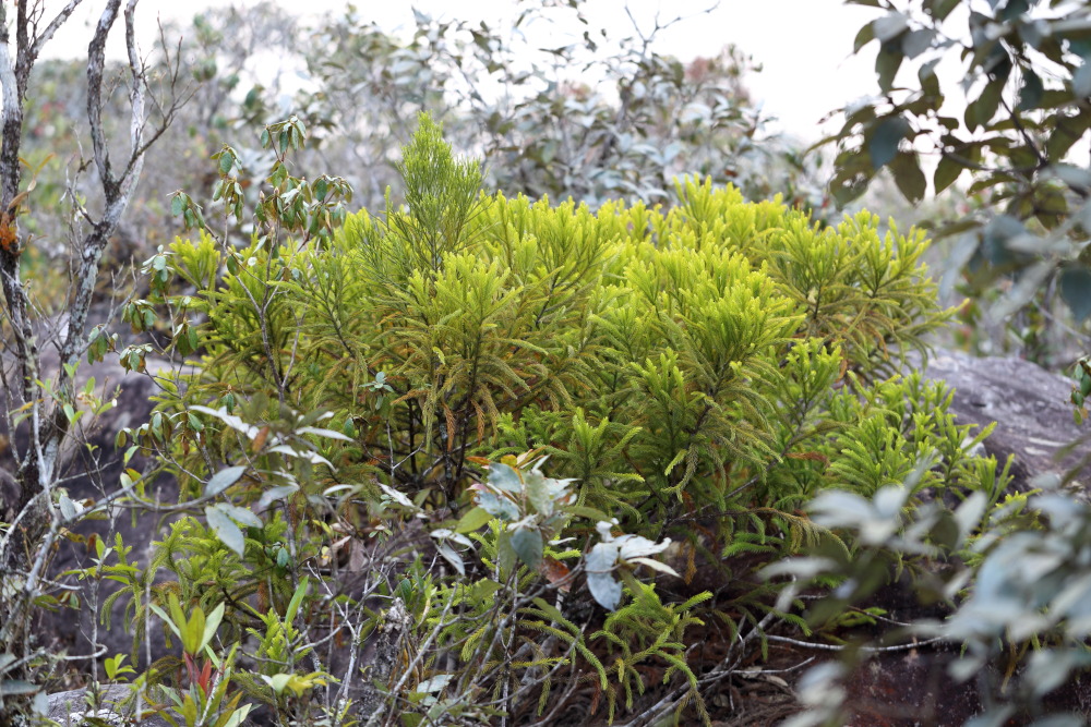 Dacrydium elatum, Lokation: Thailand | Loei | Ban Lao Paen Kategorien: Vegetation, Familie: Podocarpaceae (Steineibengewächse ), Datum: 21.02.2016