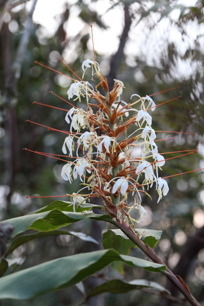 Lokation: Thailand | Loei | Ban Lao Paen Kategorien: Habitus, Datum: 21.02.2016