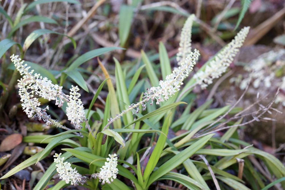 Eria paniculata (Silberwolken-Orchidee), Lokation: Thailand | Loei | Ban Lao Paen Kategorien: Habitus, Familie: Orchidaceae (Orchideen ), Datum: 21.02.2016