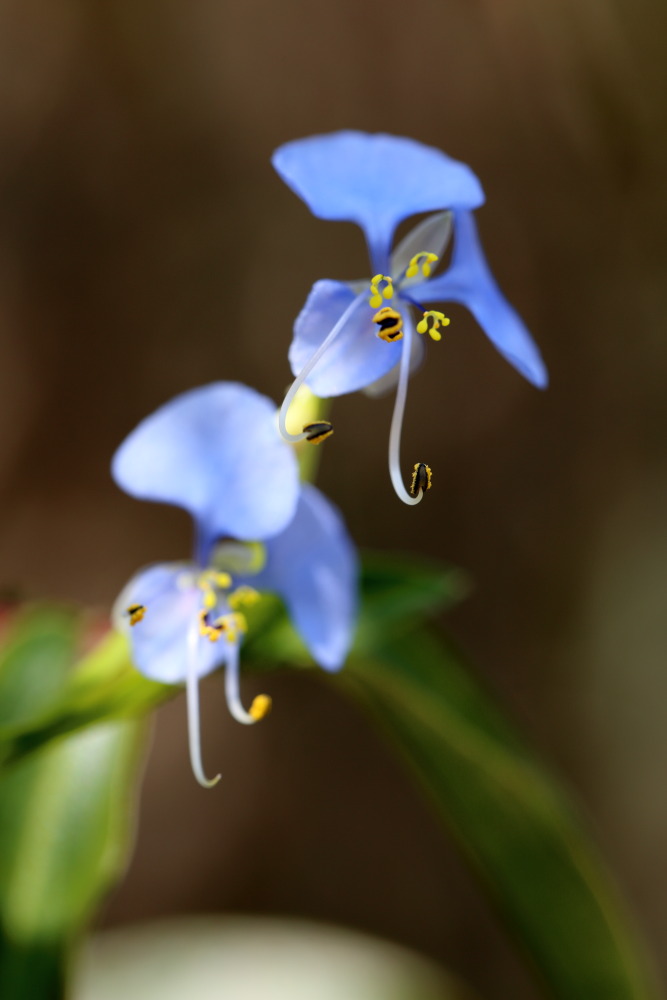 Cyanotis axillaris, Lokation: Thailand | Loei | Ban Lao Paen Kategorien: Blüte, Familie: Commelinaceae (Commelinagewächse), Datum: 22.02.2016