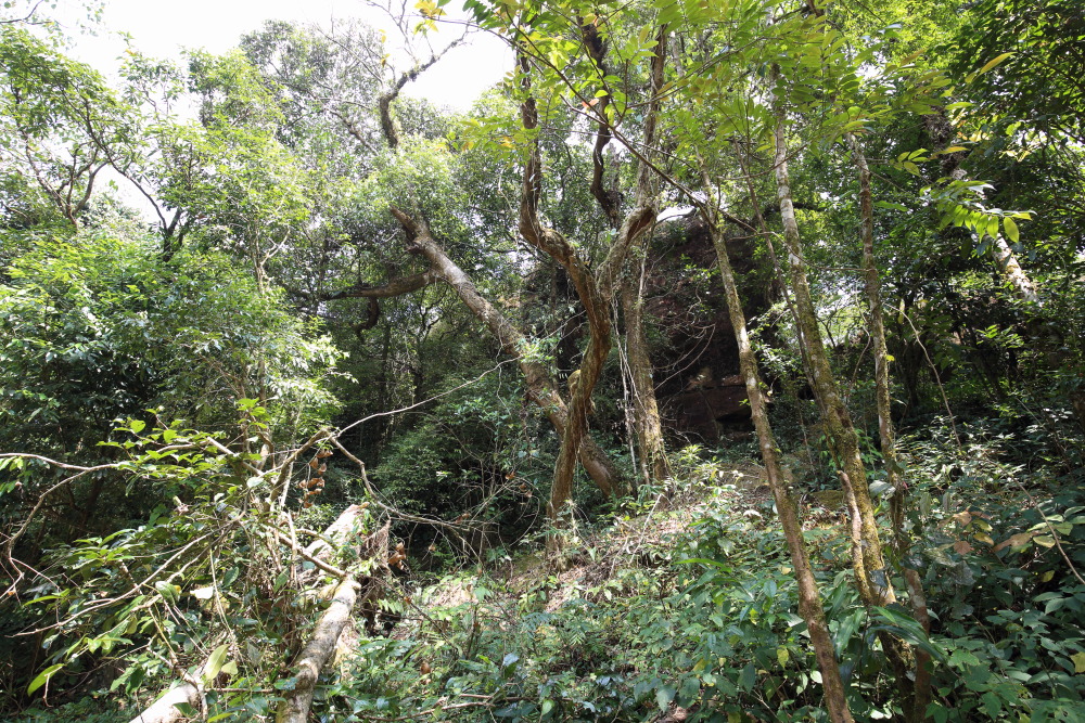 Lokation: Thailand | Loei | Ban Lao Paen Kategorien: Wald, Datum: 22.02.2016