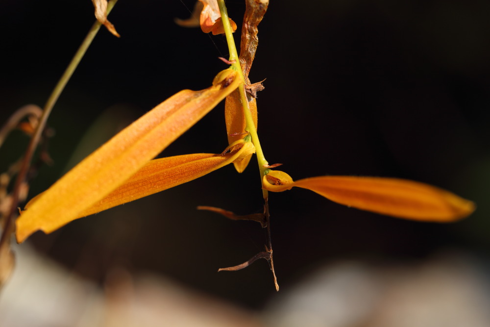 Bulbophyllum wallichii, Lokation: Thailand | Loei | Ban Lao Kategorien: Blüte, Familie: Orchidaceae (Orchideen ), Datum: 22.02.2016