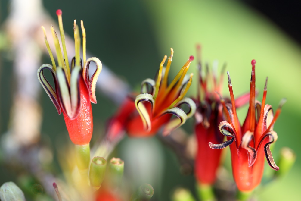 Macrosolen arvensis, Lokation: Thailand | Loei | Ban Lao Paen Kategorien: Blüte, Familie: Loranthaceae (Mistelgewächse), Datum: 22.02.2016