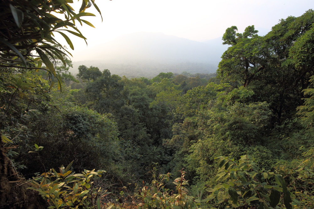 Lokation: Thailand | Loei | Ban Lao Paen Kategorien: Wald, Datum: 22.02.2016