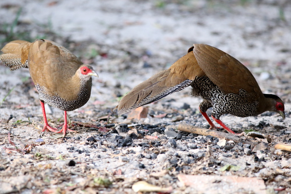 Lophura nycthemera (Silber-Fasan), Lokation: Thailand | Loei | Ban Lao Paen Kategorien: Vögel, Familie: Phasianidae (Fasanenartige), Datum: 22.02.2016