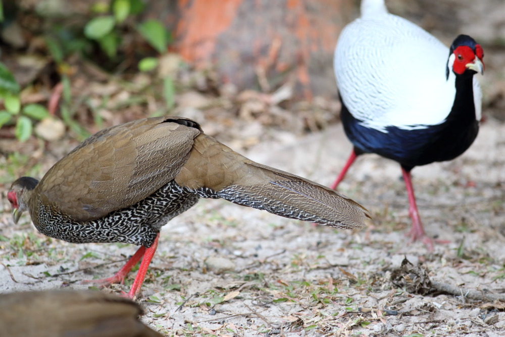 Lophura nycthemera (Silber-Fasan), Lokation: Thailand | Loei | Ban Lao Paen Kategorien: Vögel, Familie: Phasianidae (Fasanenartige), Datum: 23.02.2016