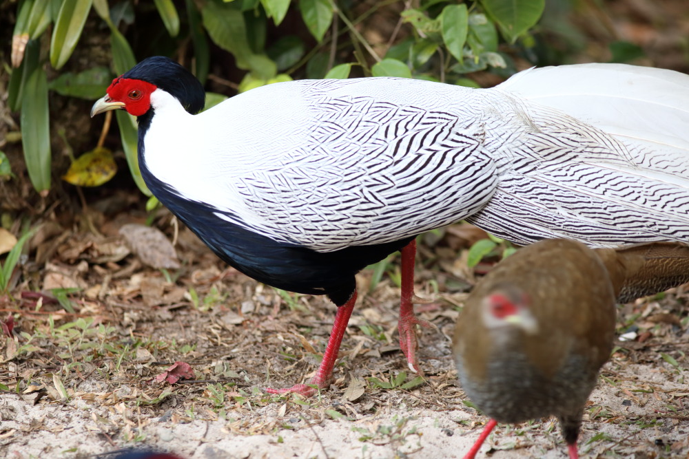 Lophura nycthemera (Silber-Fasan), Lokation: Thailand | Loei | Ban Lao Paen Kategorien: Vögel, Familie: Phasianidae (Fasanenartige), Datum: 23.02.2016