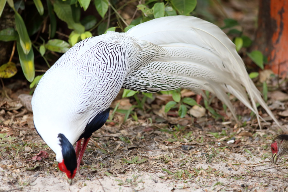 Lophura nycthemera (Silber-Fasan), Lokation: Thailand | Loei | Ban Lao Paen Kategorien: Vögel, Familie: Phasianidae (Fasanenartige), Datum: 23.02.2016