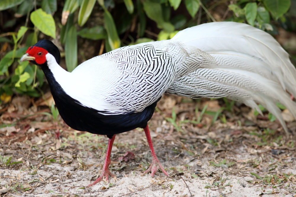 Lophura nycthemera (Silber-Fasan), Lokation: Thailand | Loei | Ban Lao Paen Kategorien: Vögel, Familie: Phasianidae (Fasanenartige), Datum: 23.02.2016