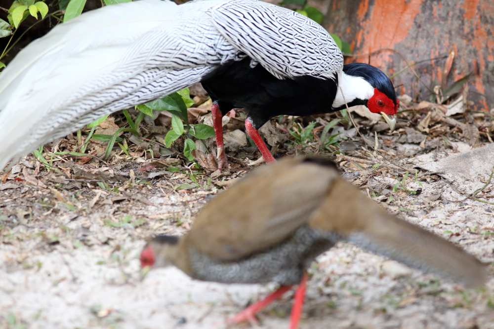 Lophura nycthemera (Silber-Fasan), Lokation: Thailand | Loei | Ban Lao Paen Kategorien: Vögel, Familie: Phasianidae (Fasanenartige), Datum: 23.02.2016