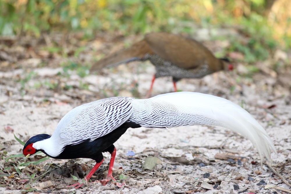 Lophura nycthemera (Silber-Fasan), Lokation: Thailand | Loei | Ban Lao Paen Kategorien: Vögel, Familie: Phasianidae (Fasanenartige), Datum: 23.02.2016