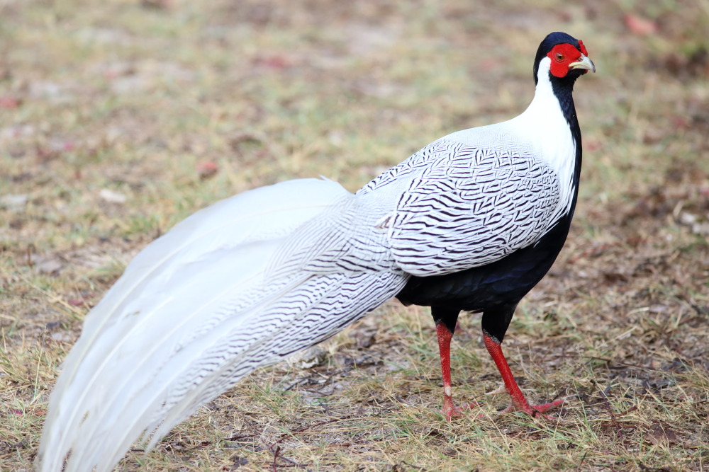 Lophura nycthemera (Silber-Fasan), Lokation: Thailand | Loei | Ban Lao Paen Kategorien: Vögel, Familie: Phasianidae (Fasanenartige), Datum: 23.02.2016