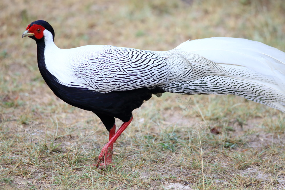Lophura nycthemera (Silber-Fasan), Lokation: Thailand | Loei | Ban Lao Paen Kategorien: Vögel, Familie: Phasianidae (Fasanenartige), Datum: 23.02.2016
