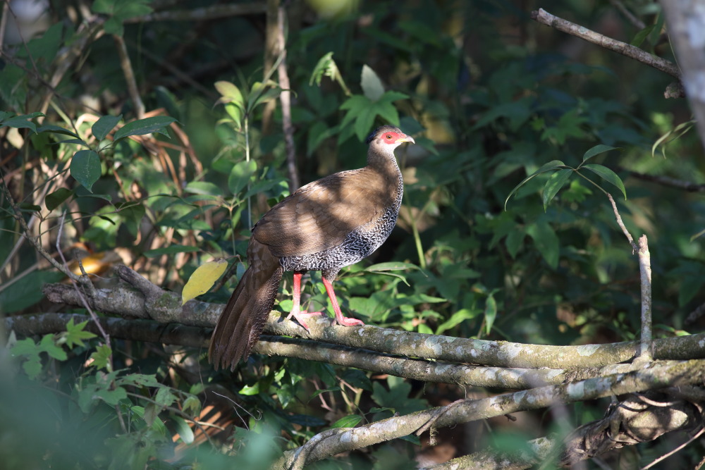 Lophura nycthemera (Silber-Fasan), Lokation: Thailand | Loei | Ban Lao Paen Kategorien: Vögel, Familie: Phasianidae (Fasanenartige), Datum: 23.02.2016