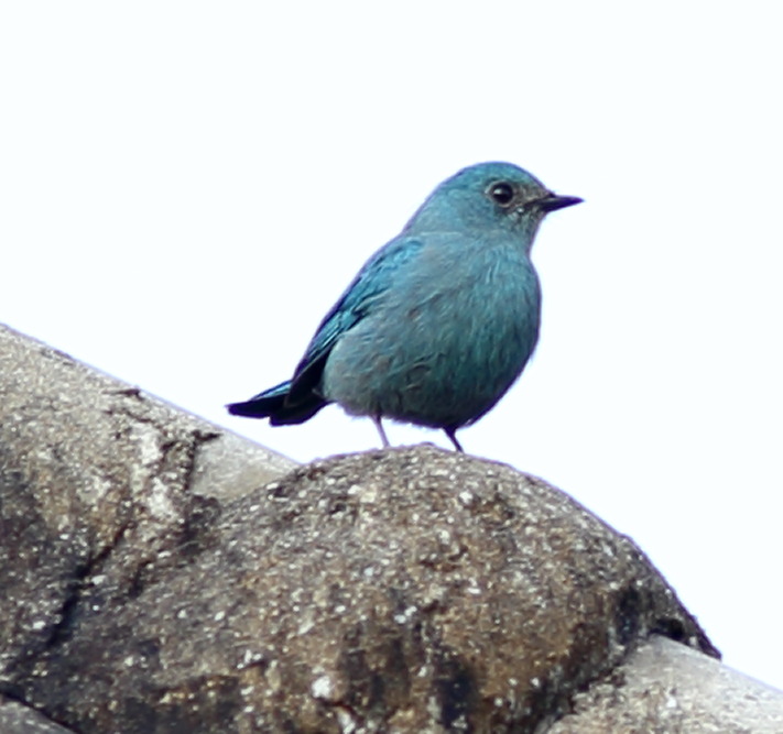 Lokation: Thailand | Loei | Ban Lao Paen Kategorien: Vögel, Datum: 23.02.2016